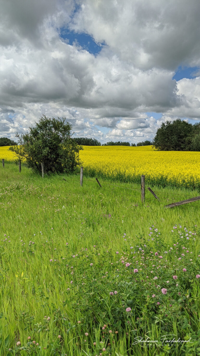 Canola Field Cold Lake, AB, CANADA