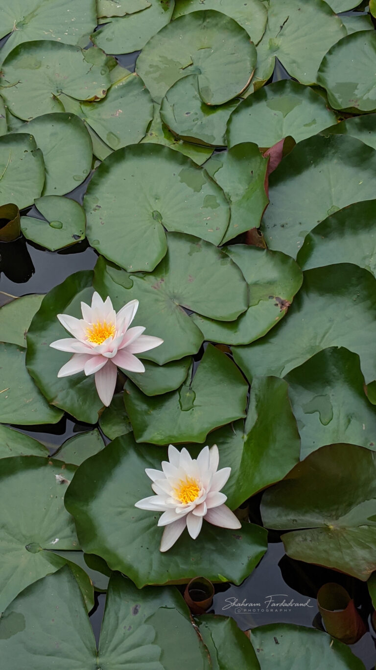 Glen Lake Victoria, BC, CANADA