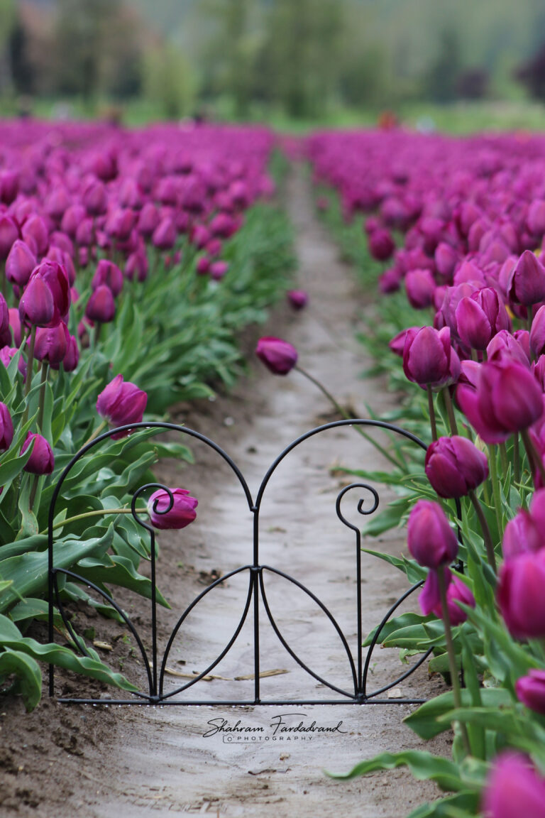 Tulip Festivals Chilliwack, BC, CANADA